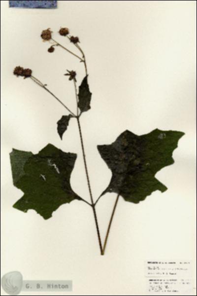 URN_catalog_HBHinton_herbarium_24705.jpg.jpg
