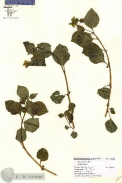 URN_catalog_HBHinton_herbarium_26819.jpg.jpg