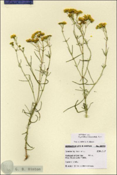 URN_catalog_HBHinton_herbarium_28772.jpg.jpg