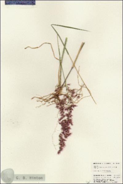 URN_catalog_HBHinton_herbarium_24990.jpg.jpg