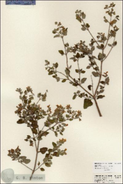 URN_catalog_HBHinton_herbarium_24199.jpg.jpg