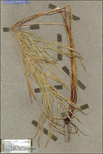 URN_catalog_HBHinton_herbarium_17504.jpg.jpg