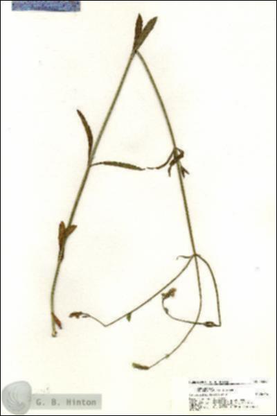 URN_catalog_HBHinton_herbarium_20325.jpg.jpg