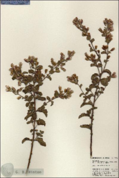 URN_catalog_HBHinton_herbarium_23594.jpg.jpg