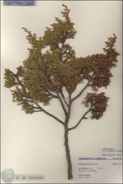 URN_catalog_HBHinton_herbarium_27176.jpg.jpg