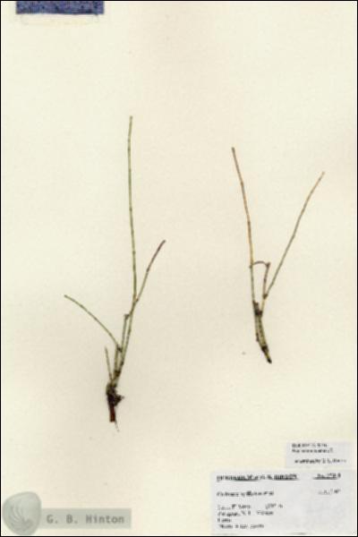 URN_catalog_HBHinton_herbarium_27410.jpg.jpg