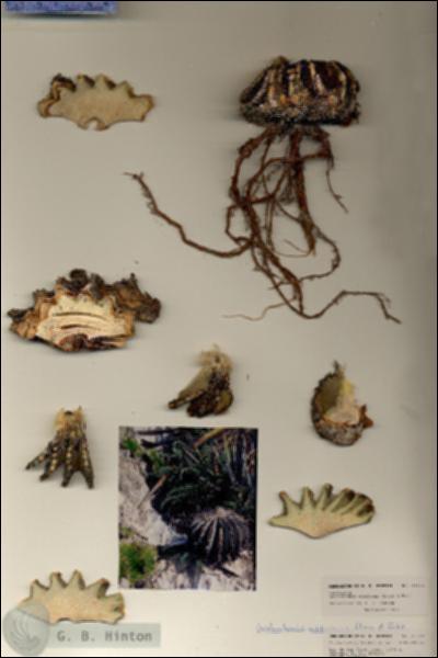 URN_catalog_HBHinton_herbarium_21519.jpg.jpg