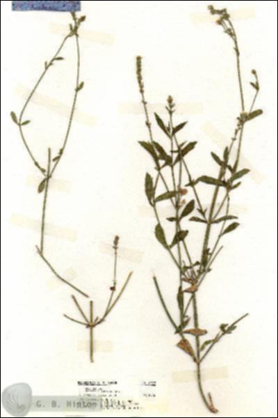 URN_catalog_HBHinton_herbarium_19997.jpg.jpg