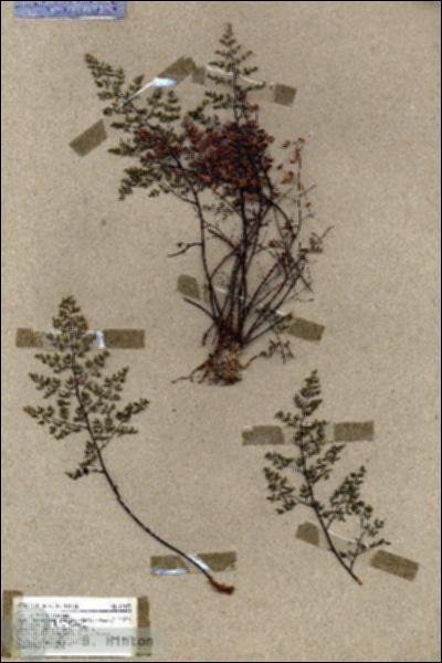 URN_catalog_HBHinton_herbarium_19023.jpg.jpg
