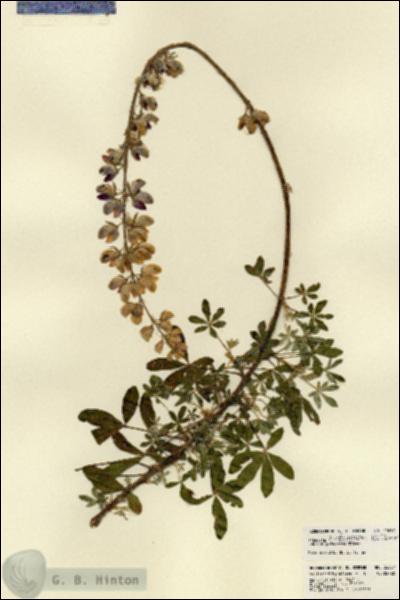 URN_catalog_HBHinton_herbarium_22657.jpg.jpg