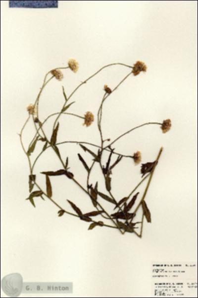 URN_catalog_HBHinton_herbarium_22890.jpg.jpg
