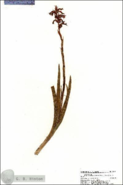 URN_catalog_HBHinton_herbarium_20721.jpg.jpg