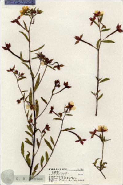 URN_catalog_HBHinton_herbarium_20535.jpg.jpg