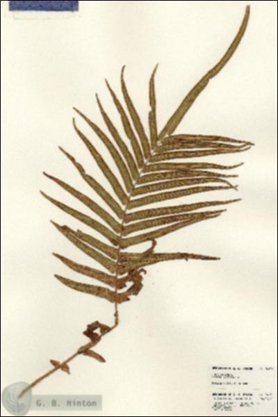 URN_catalog_HBHinton_herbarium_24120.jpg.jpg