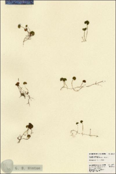 URN_catalog_HBHinton_herbarium_23458.jpg.jpg
