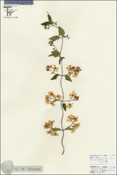 URN_catalog_HBHinton_herbarium_25856.jpg.jpg