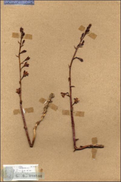 URN_catalog_HBHinton_herbarium_18767.jpg.jpg