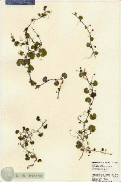 URN_catalog_HBHinton_herbarium_22748.jpg.jpg