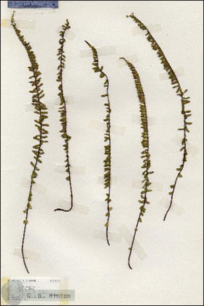 URN_catalog_HBHinton_herbarium_19454.jpg.jpg