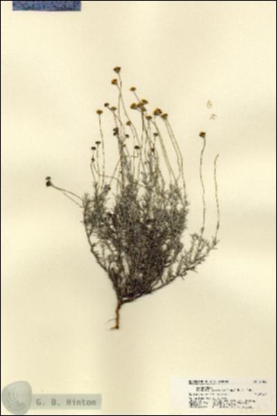 URN_catalog_HBHinton_herbarium_21583.jpg.jpg