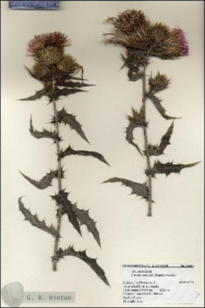 URN_catalog_HBHinton_herbarium_25387.jpg.jpg