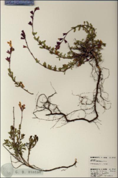 URN_catalog_HBHinton_herbarium_23162.jpg.jpg