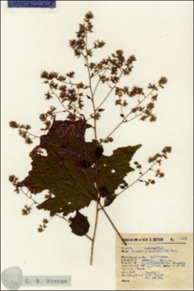 URN_catalog_HBHinton_herbarium_15225.jpg.jpg