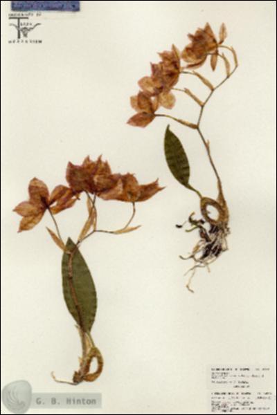 URN_catalog_HBHinton_herbarium_26370.jpg.jpg