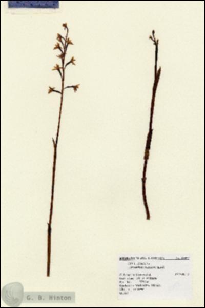 URN_catalog_HBHinton_herbarium_15092.jpg.jpg
