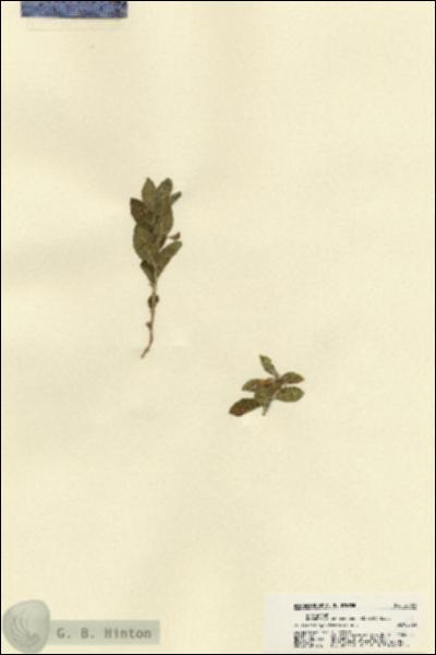 URN_catalog_HBHinton_herbarium_22029.jpg.jpg