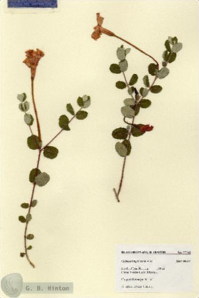 URN_catalog_HBHinton_herbarium_27748.jpg.jpg