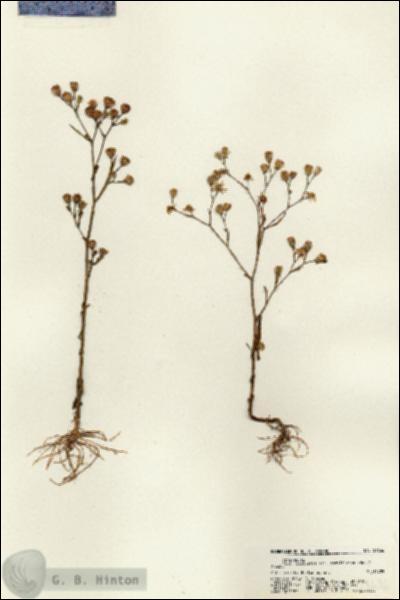 URN_catalog_HBHinton_herbarium_21636.jpg.jpg