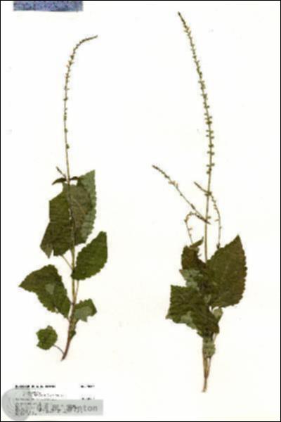URN_catalog_HBHinton_herbarium_20565.jpg.jpg
