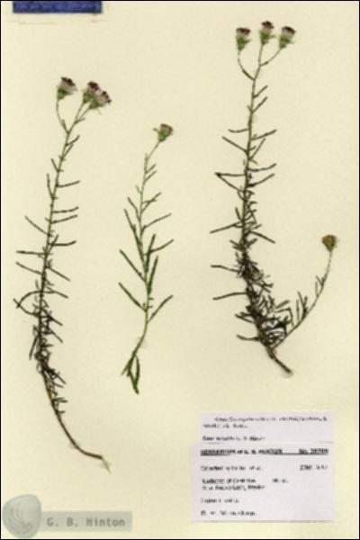 URN_catalog_HBHinton_herbarium_28789.jpg.jpg