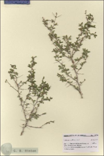 URN_catalog_HBHinton_herbarium_28798.jpg.jpg