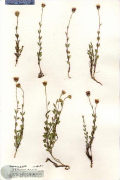 URN_catalog_HBHinton_herbarium_20430.jpg.jpg