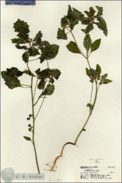 URN_catalog_HBHinton_herbarium_21200.jpg.jpg