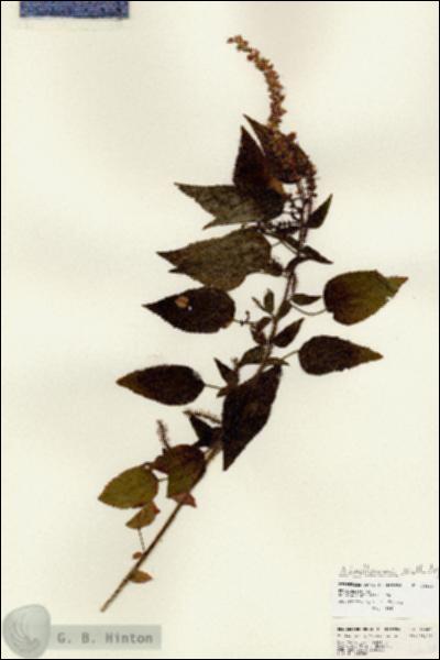 URN_catalog_HBHinton_herbarium_24686.jpg.jpg