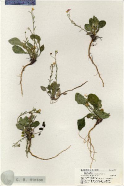 URN_catalog_HBHinton_herbarium_21071.jpg.jpg