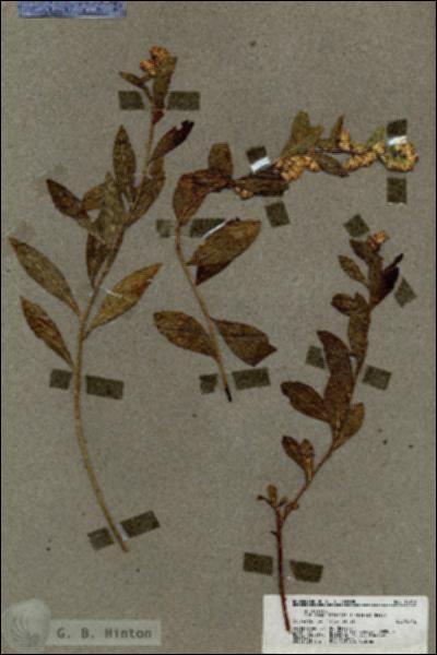 URN_catalog_HBHinton_herbarium_18613.jpg.jpg