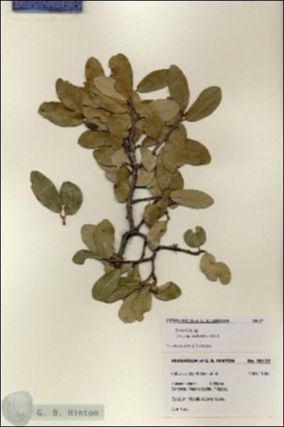 URN_catalog_HBHinton_herbarium_28137.jpg.jpg