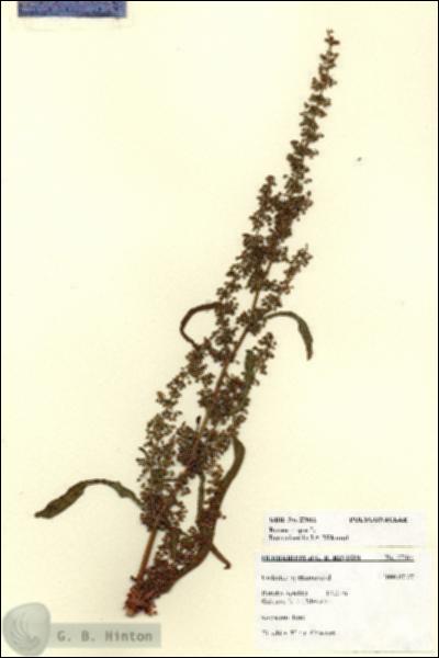 URN_catalog_HBHinton_herbarium_27611.jpg.jpg