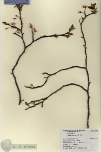 URN_catalog_HBHinton_herbarium_18793.jpg.jpg
