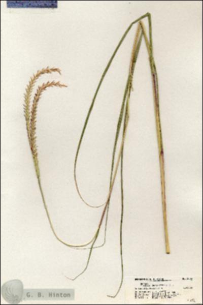 URN_catalog_HBHinton_herbarium_20569.jpg.jpg