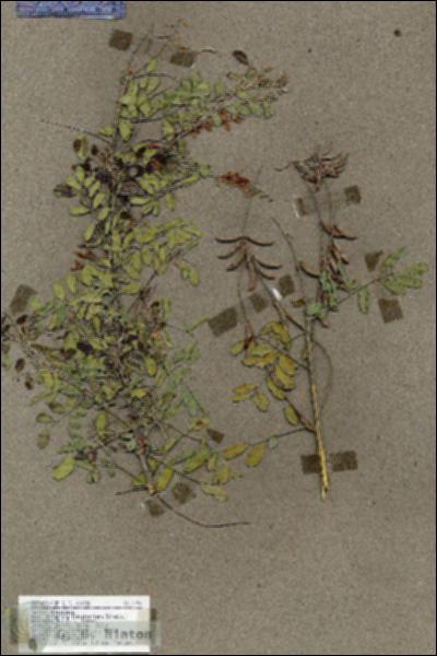 URN_catalog_HBHinton_herbarium_17946.jpg.jpg