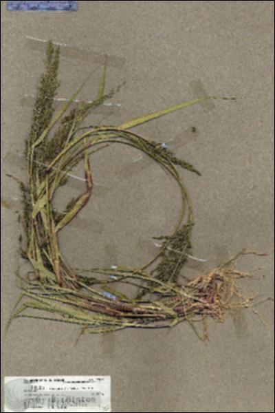 URN_catalog_HBHinton_herbarium_19572.jpg.jpg