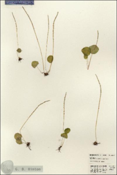 URN_catalog_HBHinton_herbarium_23077.jpg.jpg