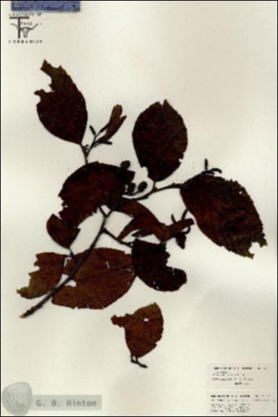URN_catalog_HBHinton_herbarium_26391.jpg.jpg