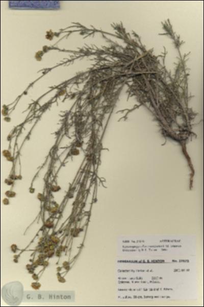 URN_catalog_HBHinton_herbarium_27875.jpg.jpg