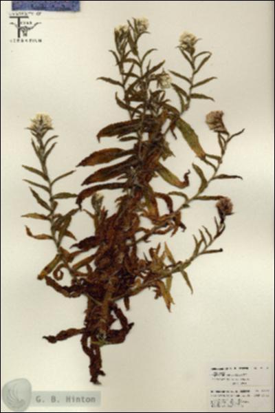 URN_catalog_HBHinton_herbarium_26012.jpg.jpg